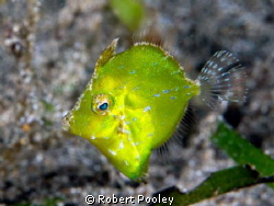 Diamond Filefish (juvenile) - 20 ft in front of Anilao Ci... by Robert Pooley 